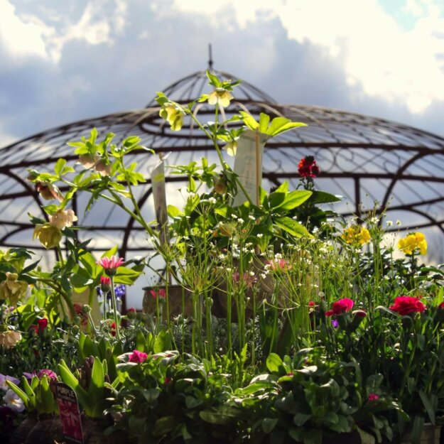 Schöne Frühlingsblumen Bei Kefer