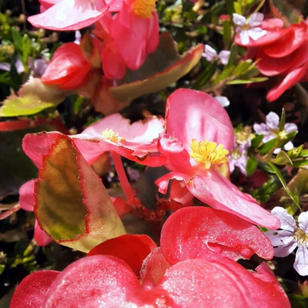 Sommer, Begonien rosa