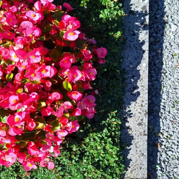 Sommer, Eisbegonien und Cotoneaster