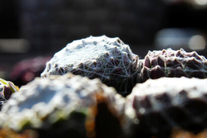 Spinnweb Hauswurz im Topf