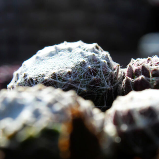 Spinnweb Hauswurz im Topf