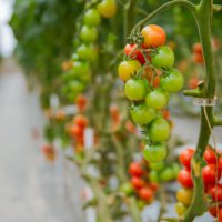 Tomatenpflanze