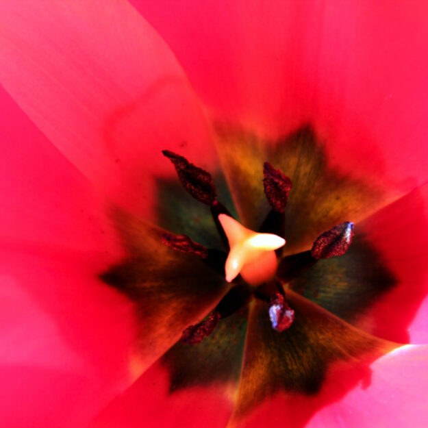 Tulpe rot