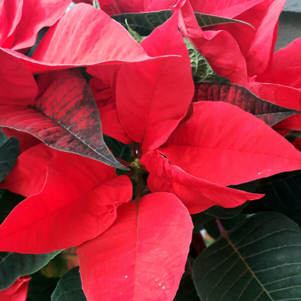 Weihnachtsstern Rot Weihnachtsstern Rot