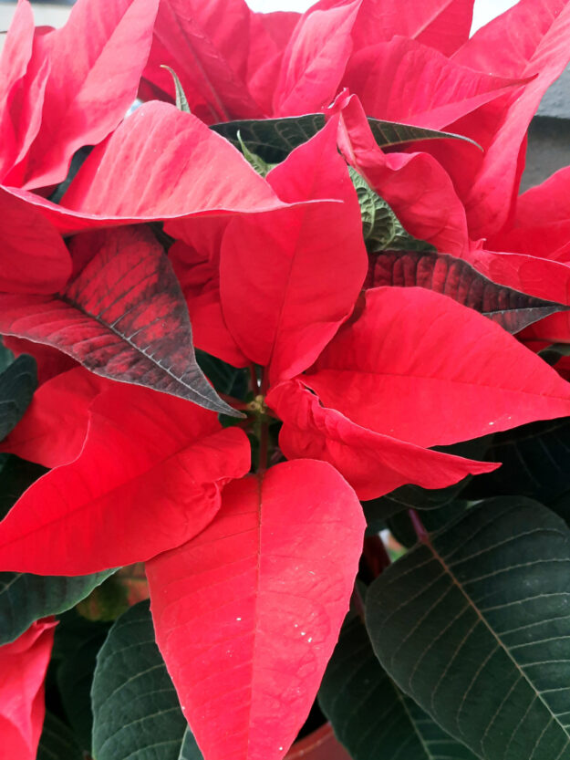Weihnachtsstern Rot