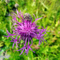 Wiesenflockenblume