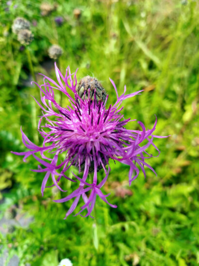 Wiesenflockenblume