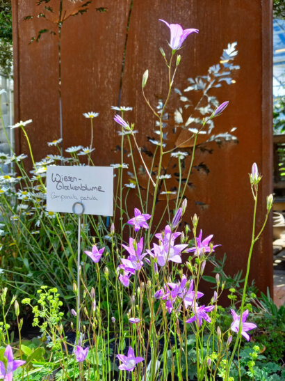 Wiesenglockenblume in Szene gesetzt