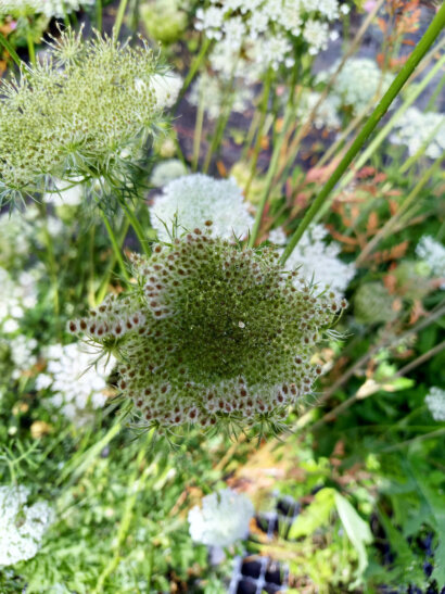 Wilde Möhre Samenstand