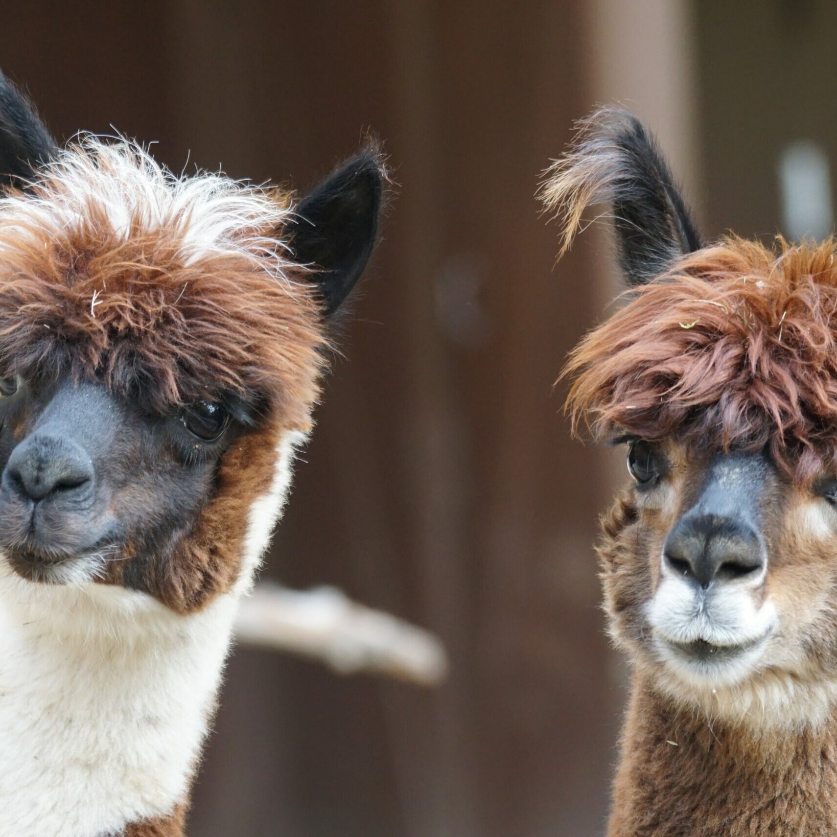 zwei Alpakas allgemein